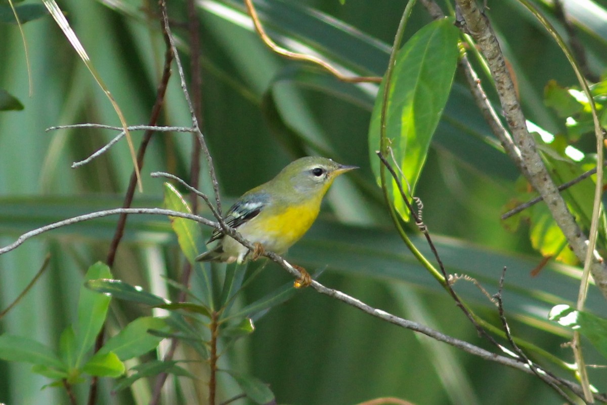 Northern Parula - ML627644905