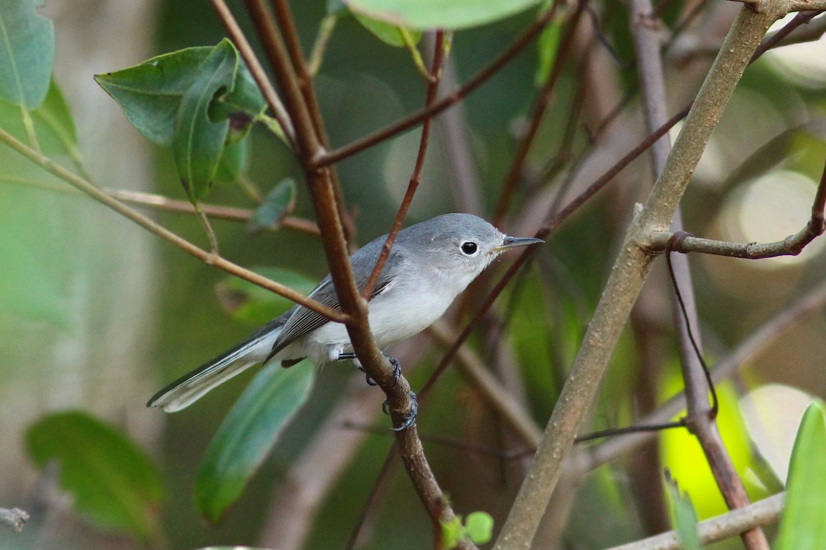 Blue-gray Gnatcatcher (Eastern) - ML627644907