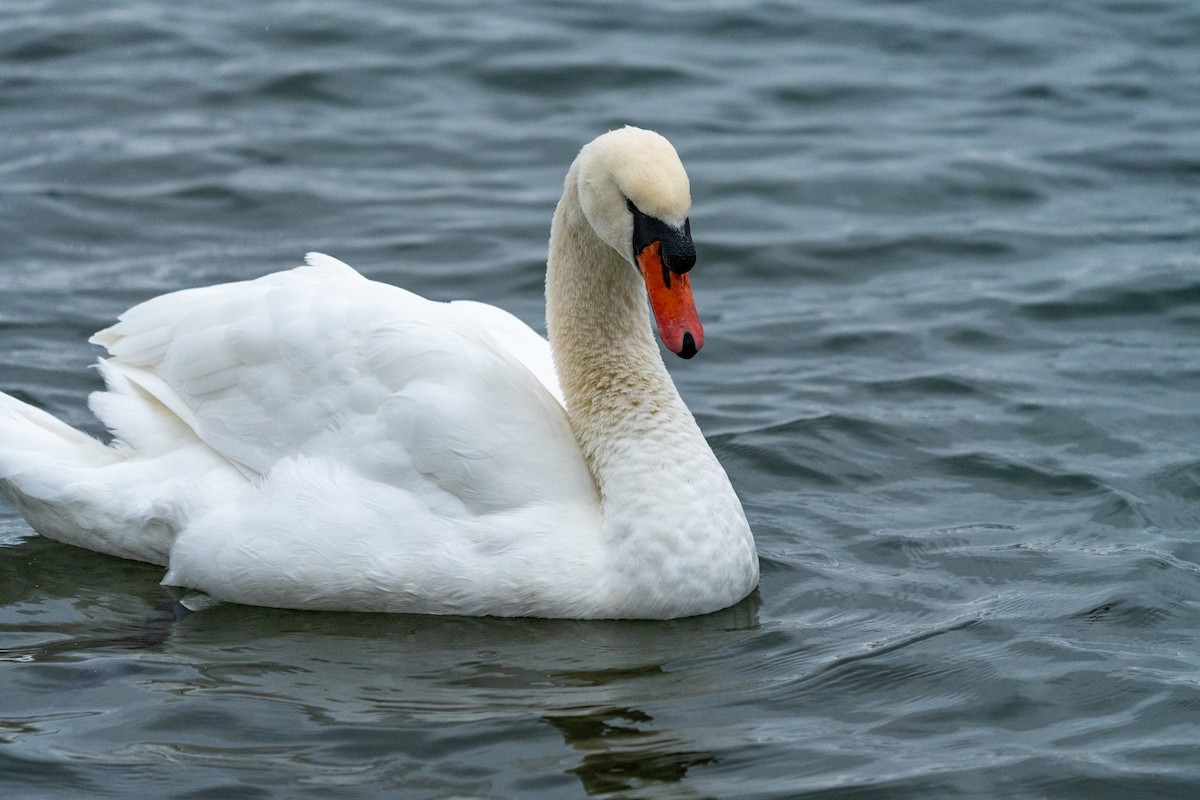 Mute Swan - ML627644909