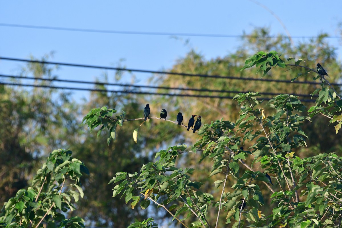 Asian Glossy Starling - ML627644930