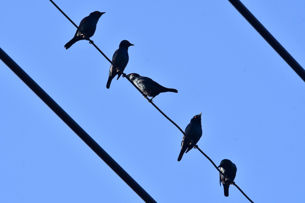 Asian Glossy Starling - ML627644945