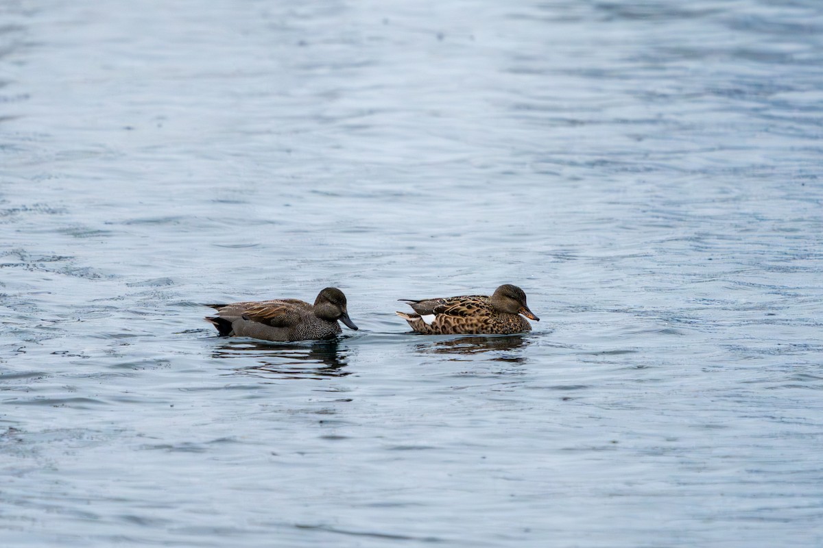 Gadwall - ML627644946