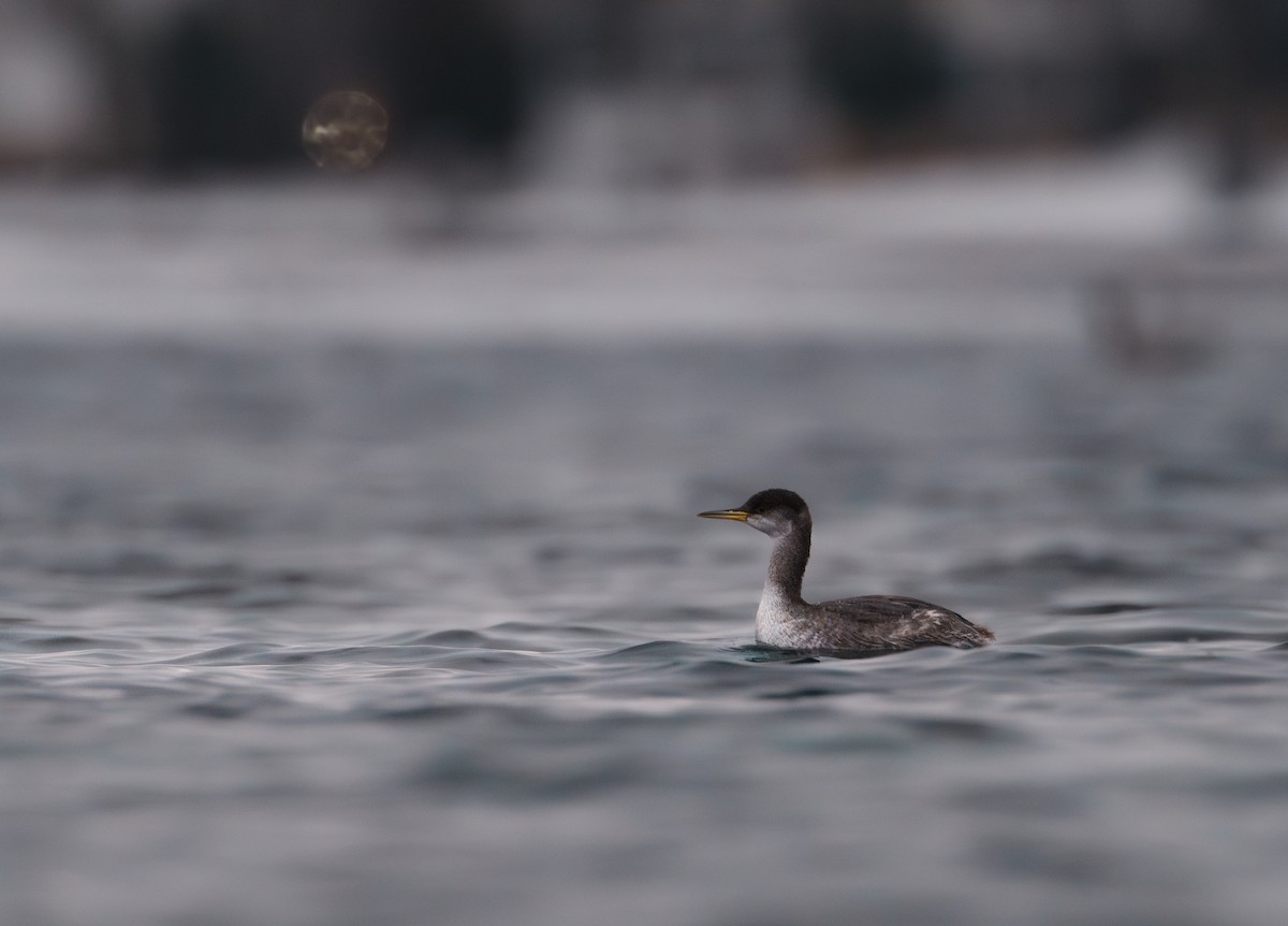 Red-necked Grebe - ML627644952