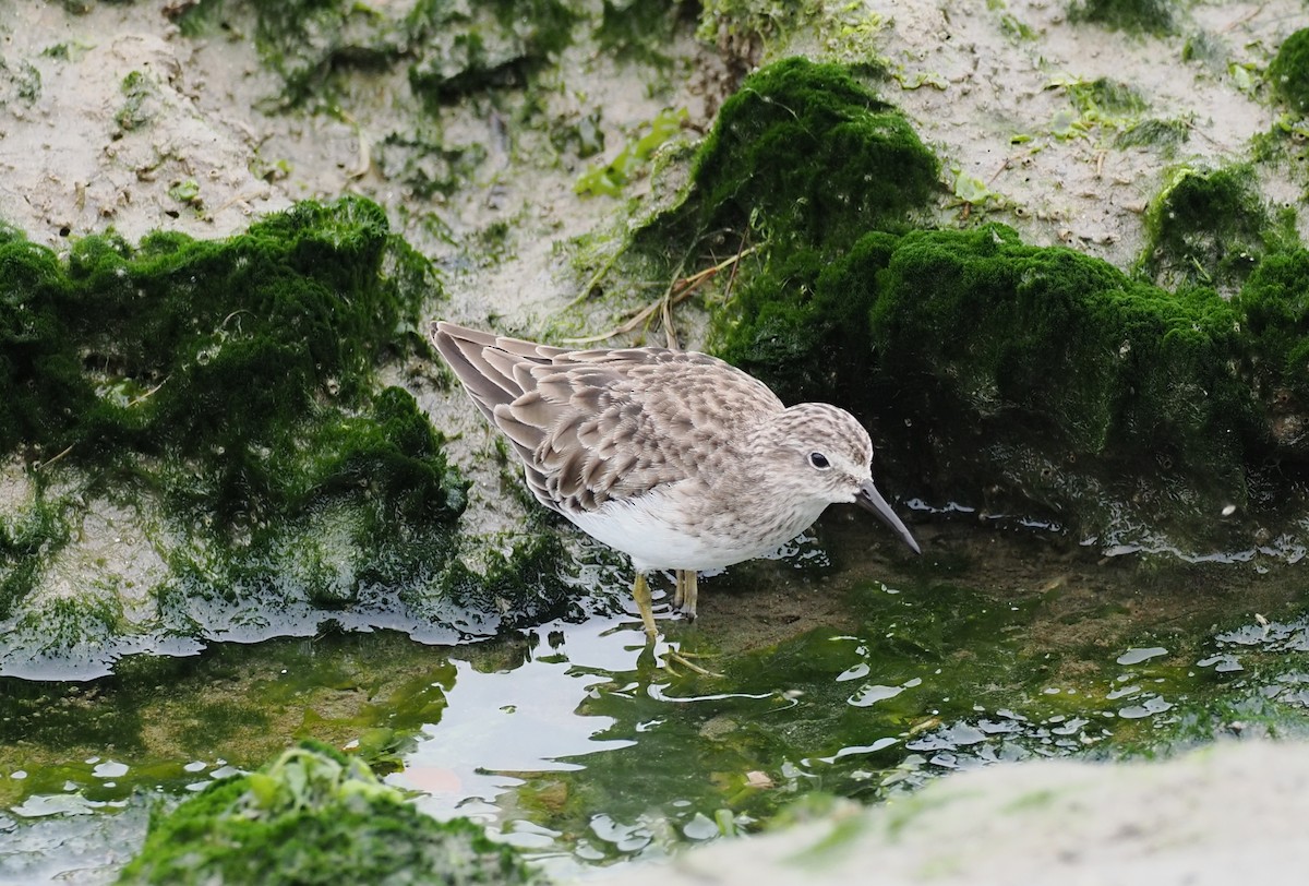 Least Sandpiper - ML627644983