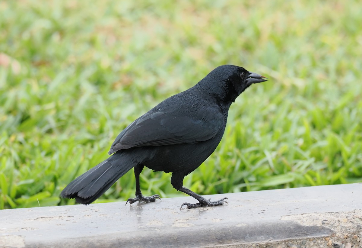 Scrub Blackbird - ML627645000