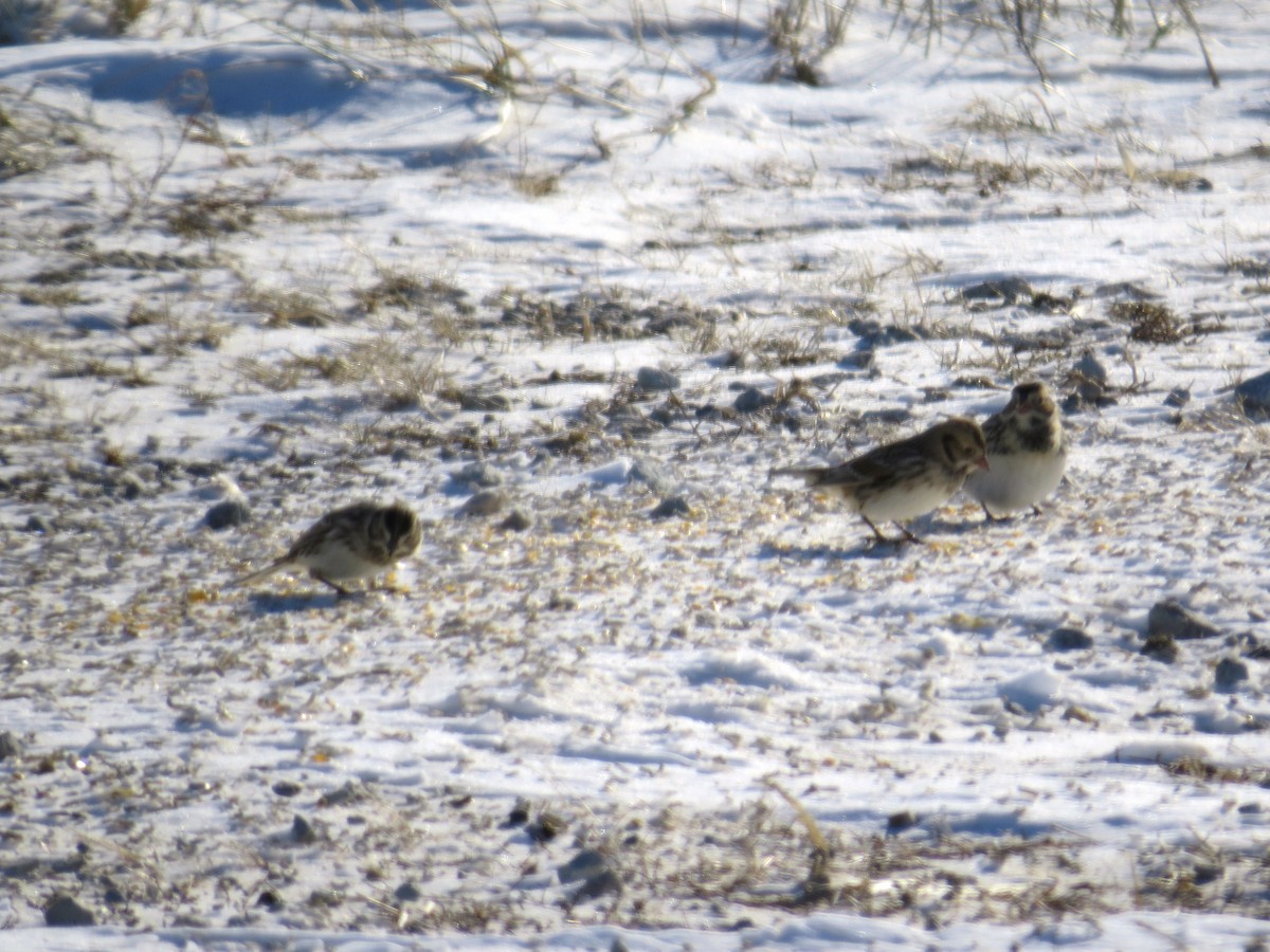 Zigolo della Lapponia - ML627645015