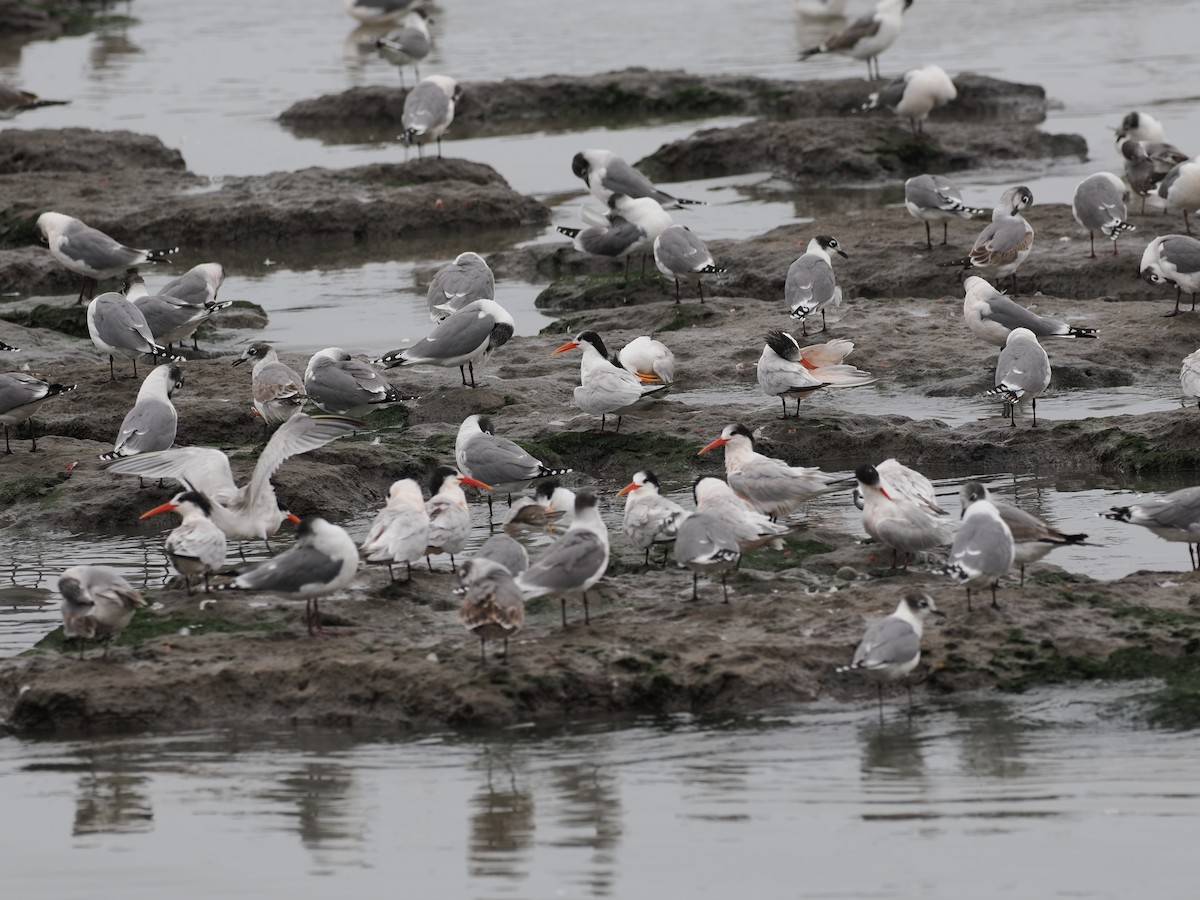 Elegant Tern - ML627645019