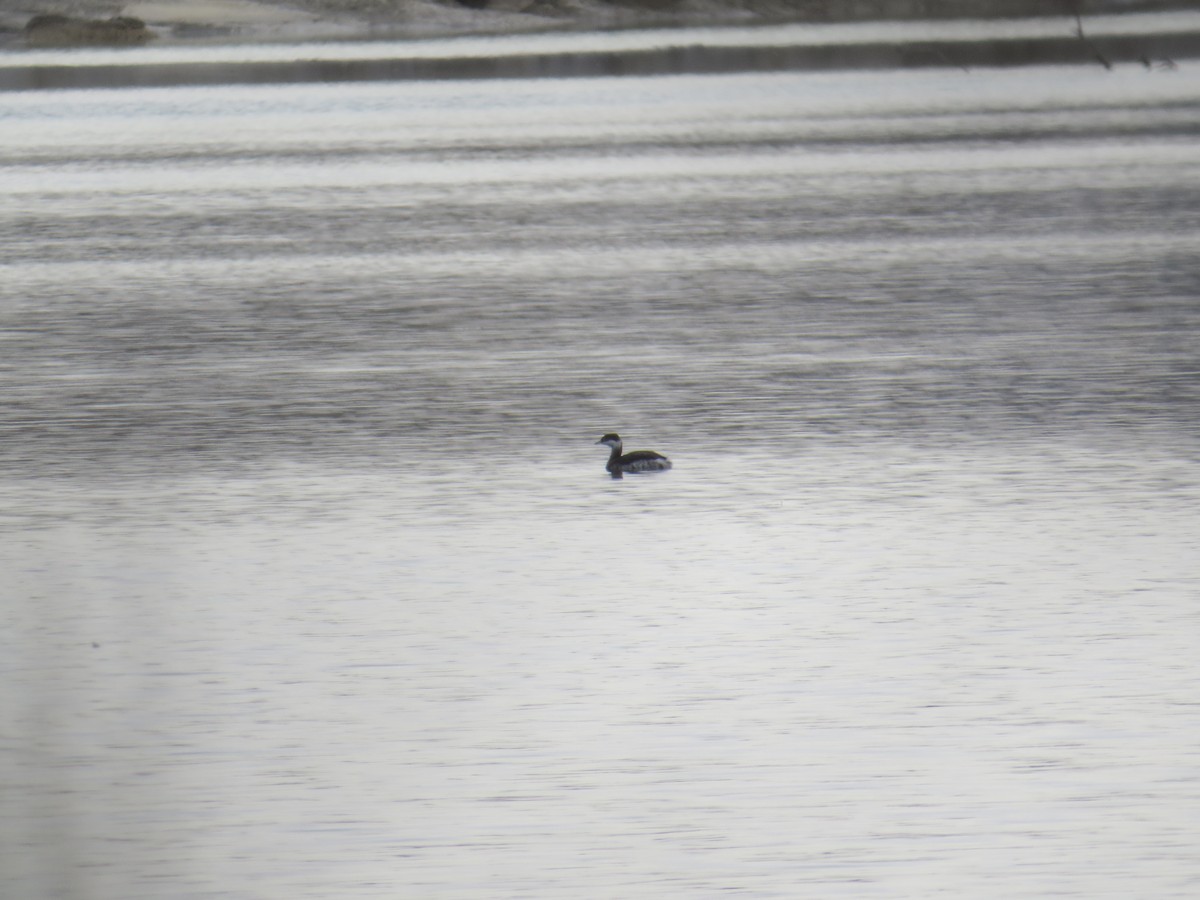 Svasso cornuto - ML627645031