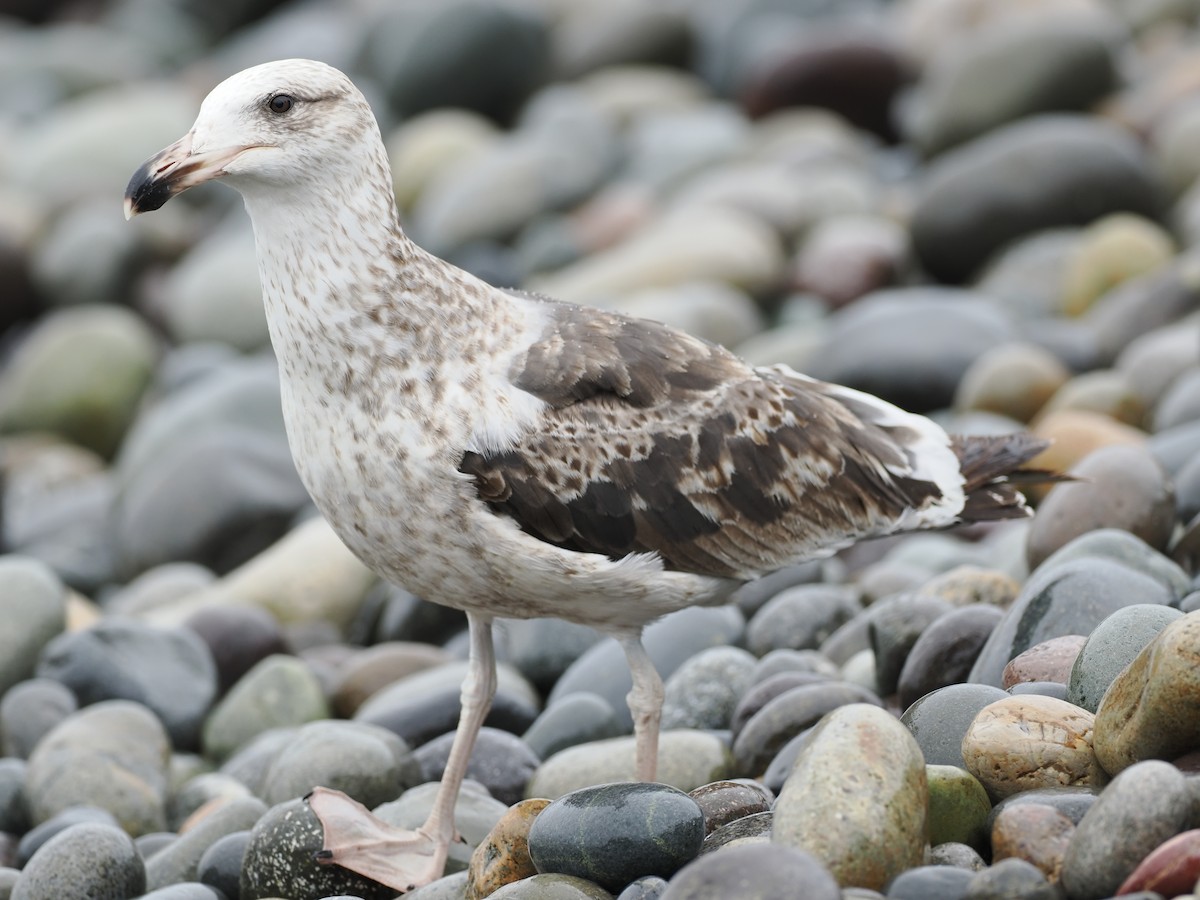 Kelp Gull - ML627645286