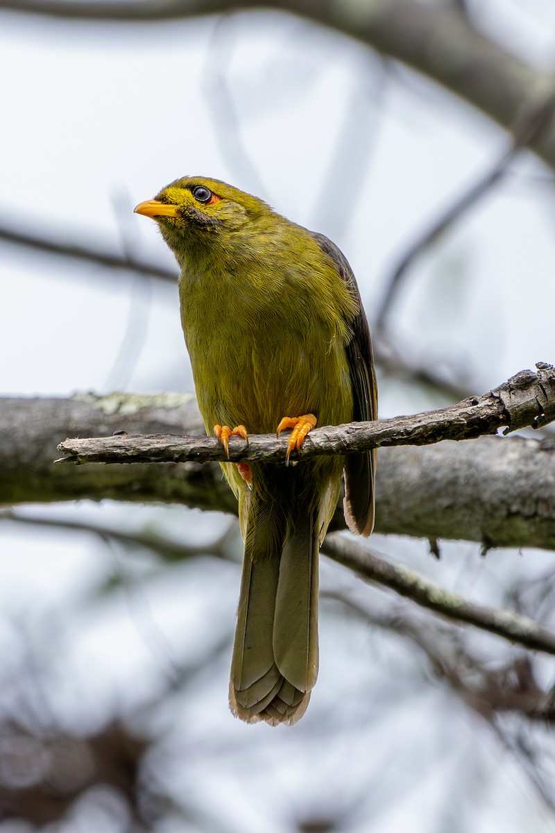 Bell Miner - ML627645330