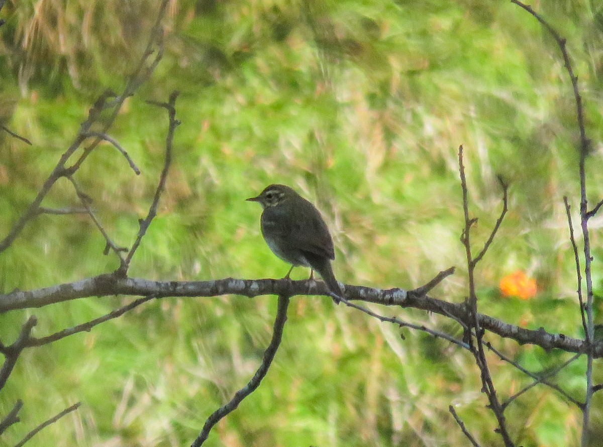 Olive-backed Pipit - Joan Balfagón