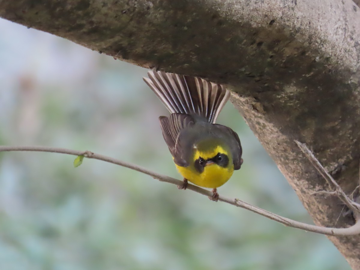 Yellow-bellied Fairy-Fantail - ML627645526