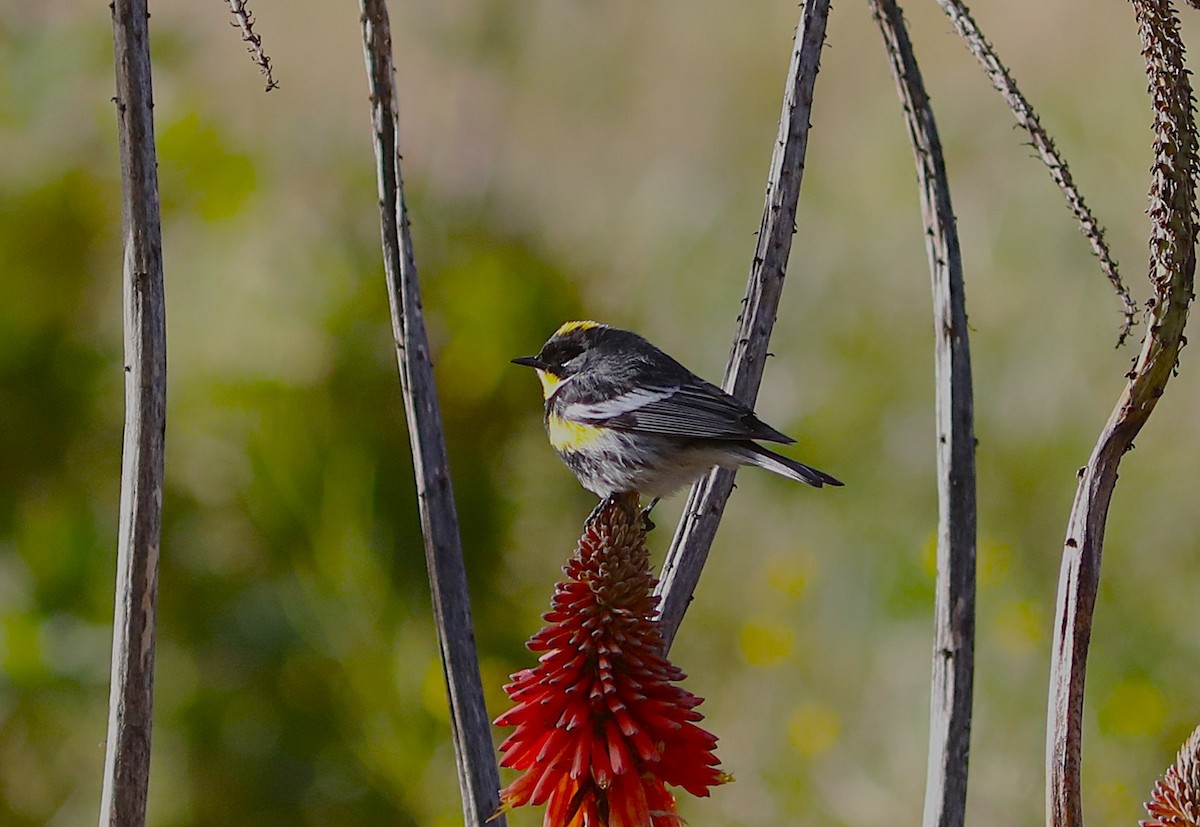 Yellow-rumped Warbler (Audubon's) - ML627645599