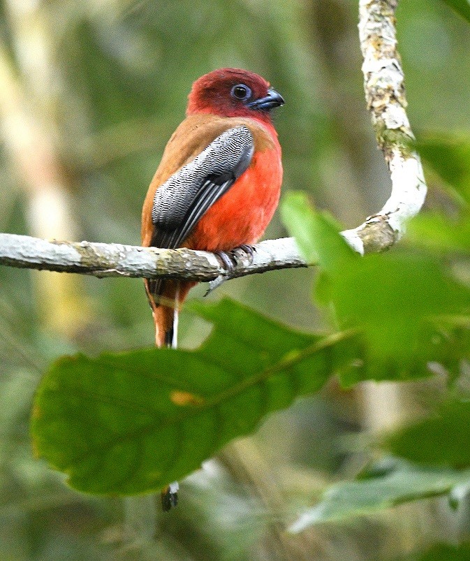 Rotkopftrogon - ML627645605