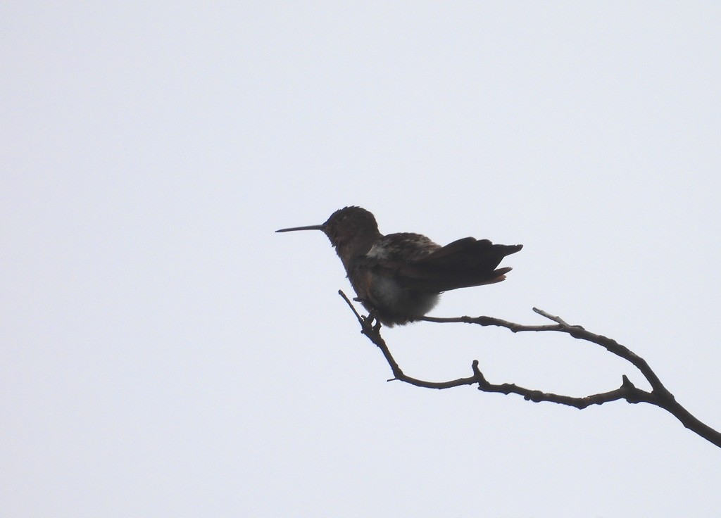 Giant Hummingbird - ML627645699