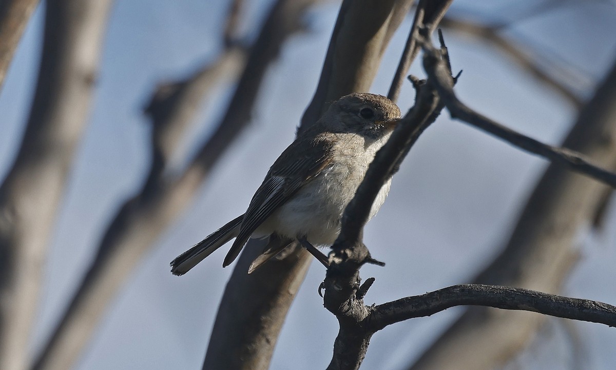 Hooded Robin - ML627645725