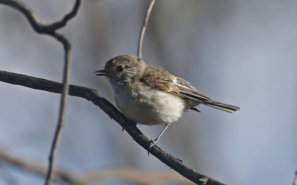 Hooded Robin - ML627645727