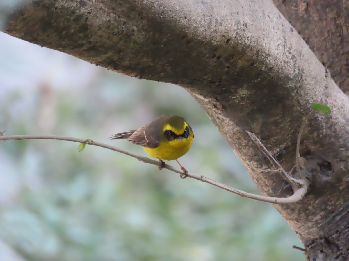 Yellow-bellied Fairy-Fantail - ML627645898