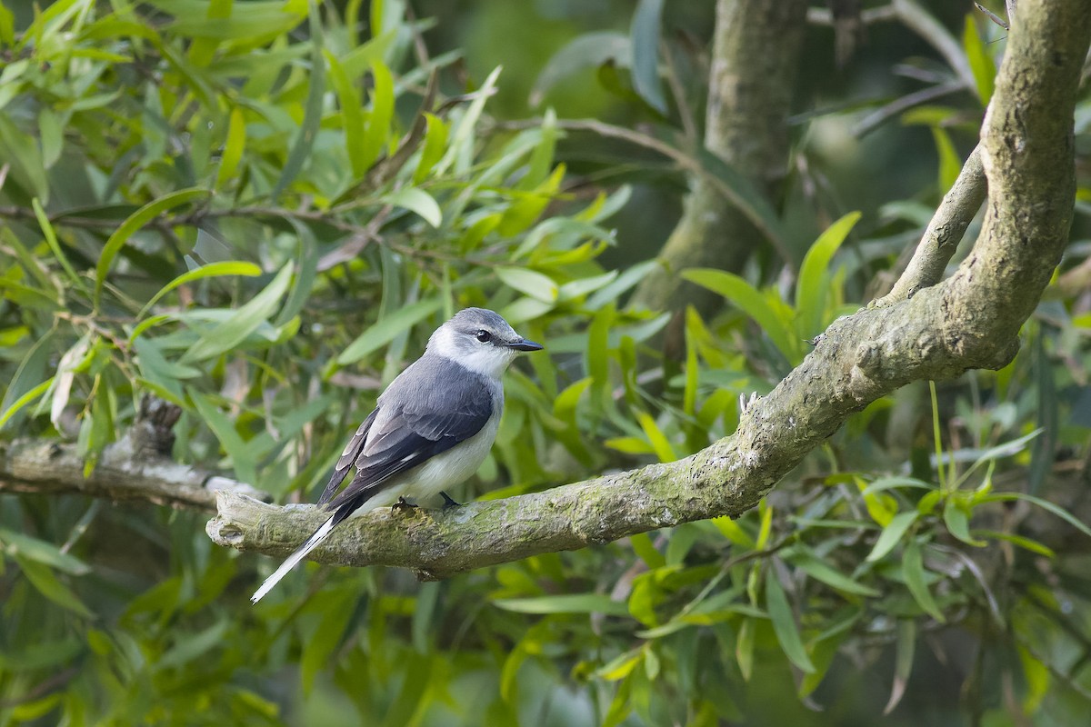 Brown-rumped Minivet - ML627645909