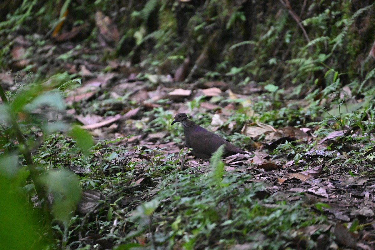 White-throated Quail-Dove - ML627645913