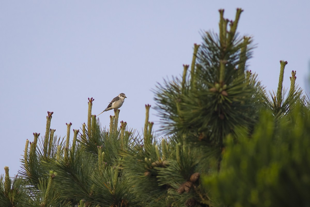 Brown-rumped Minivet - ML627645918