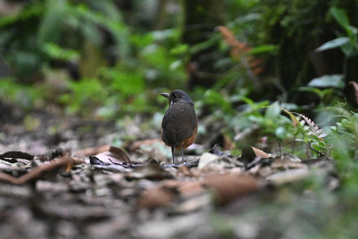 Moustached Antpitta - ML627645920