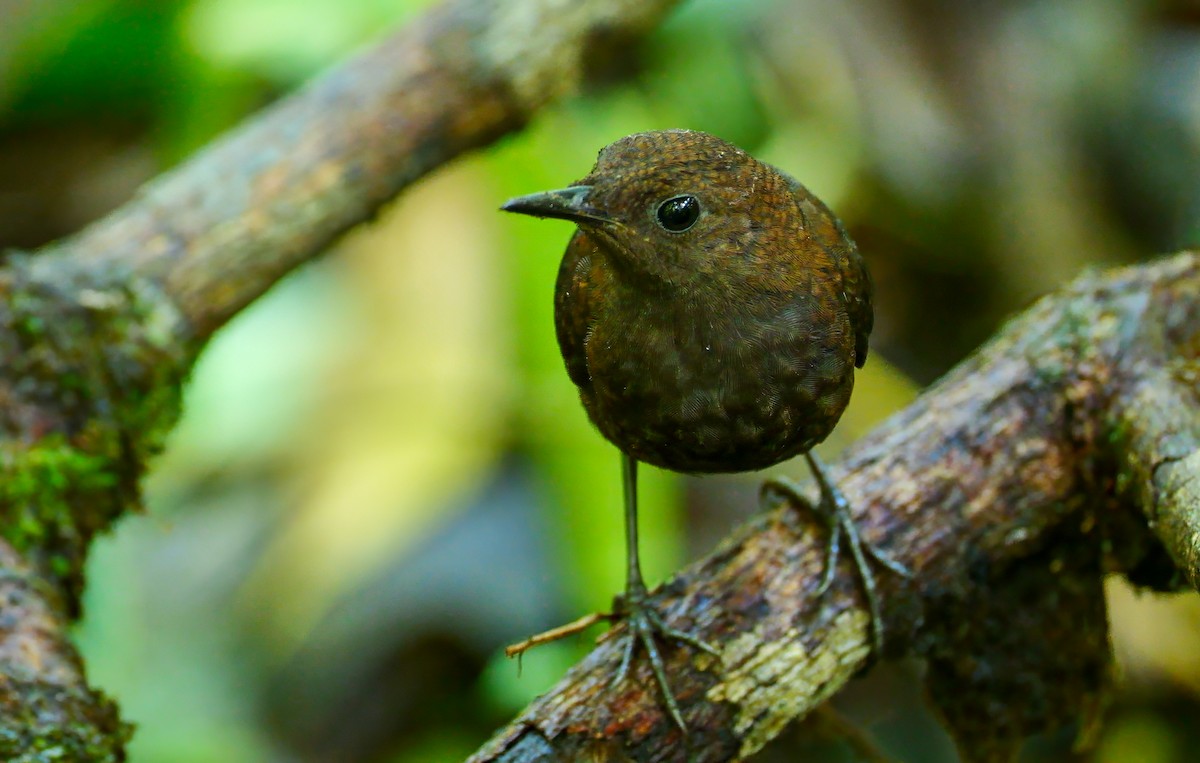 Nightingale Wren - ML627645945