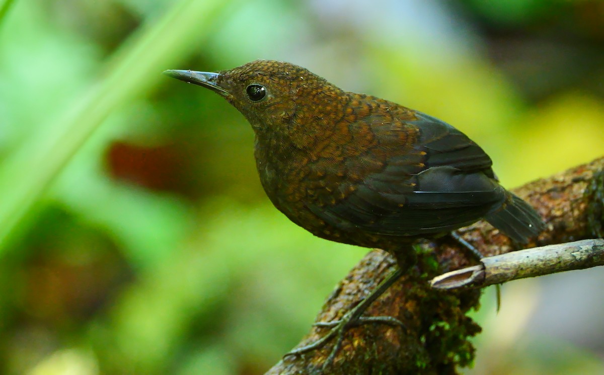 Nightingale Wren - ML627645947
