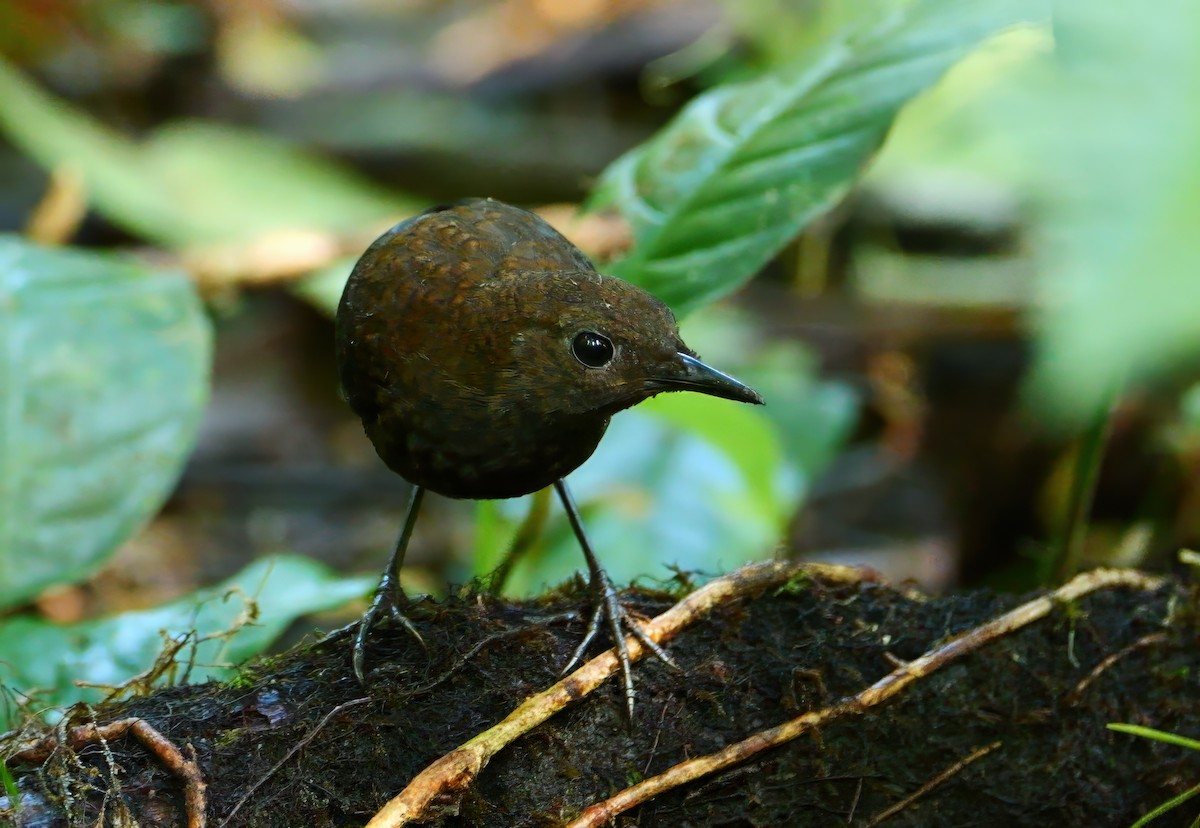 Nightingale Wren - ML627645948