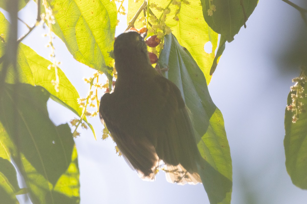 Olive-streaked Flycatcher - ML627646224