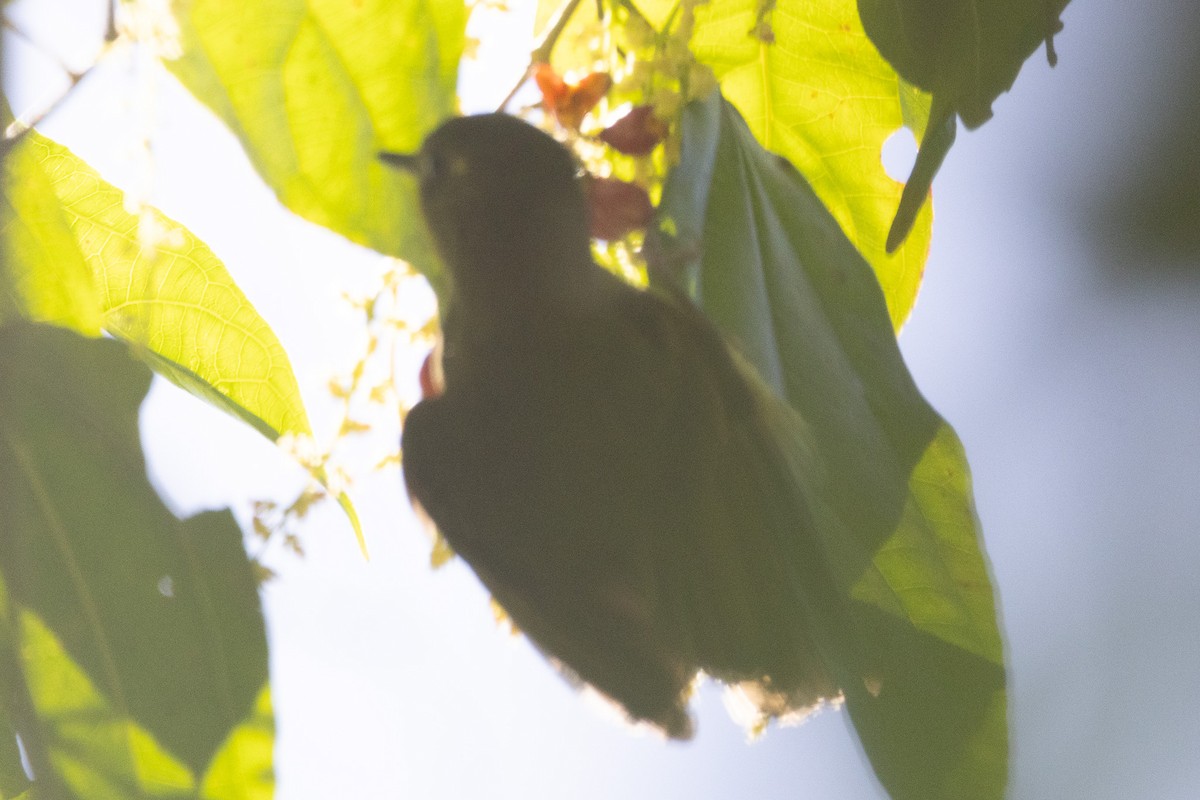 Olive-streaked Flycatcher - ML627646229