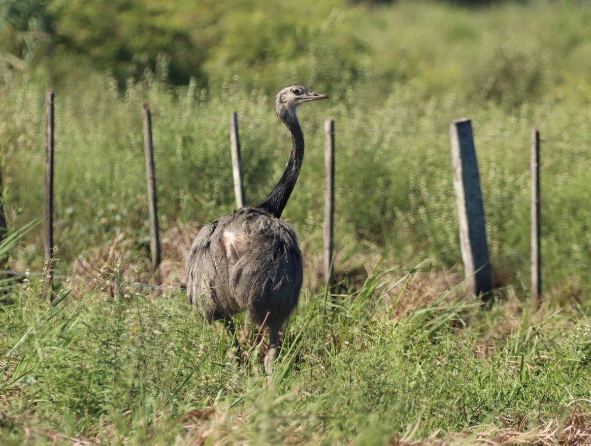 Greater Rhea - ML627646347