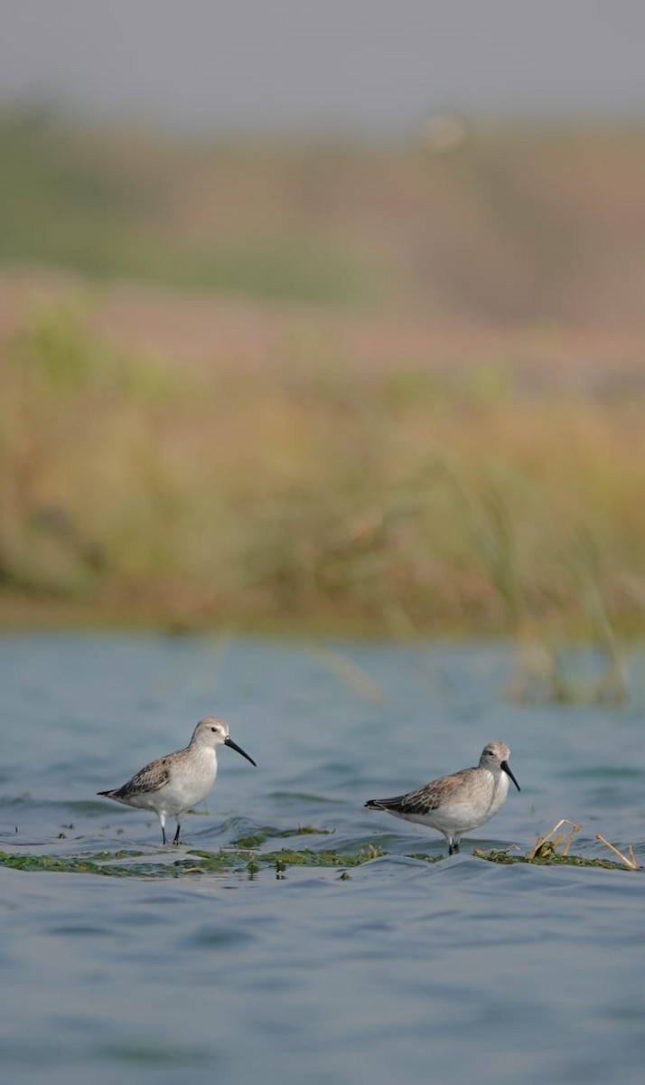 Curlew Sandpiper - ML627646381
