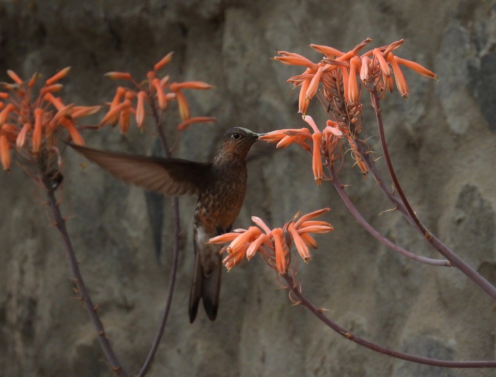 Colibri géant - ML627646415