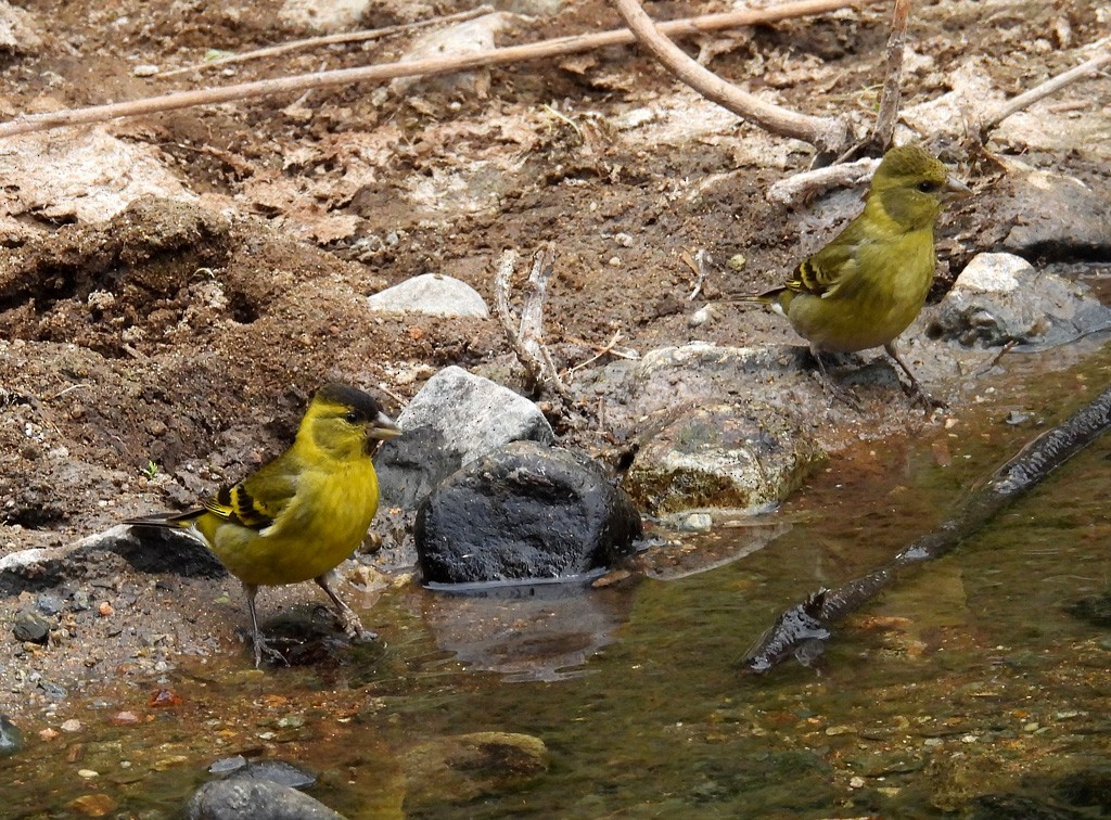 Black-chinned Siskin - ML627646439