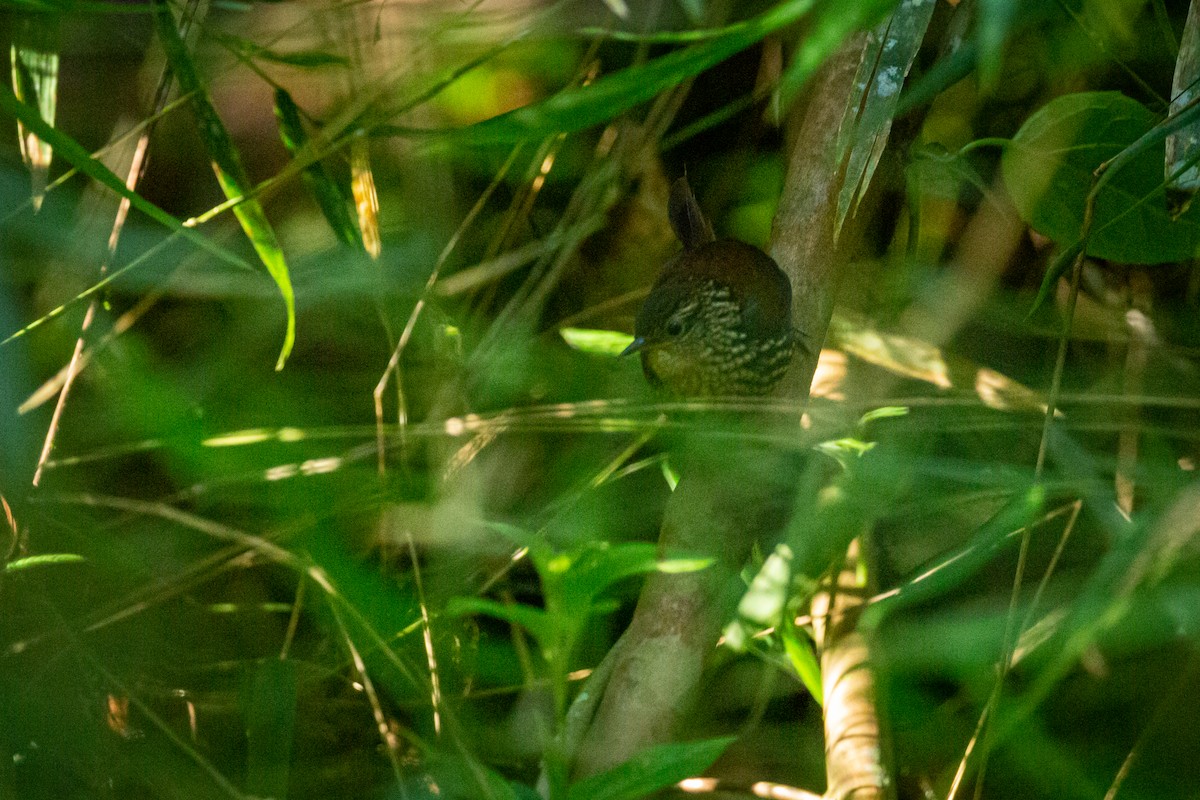 White-throated Barbtail - ML627646492