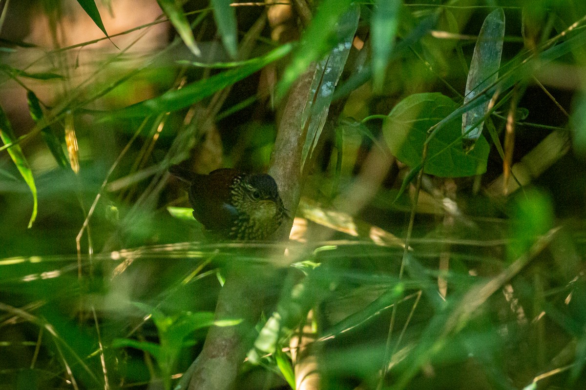 White-throated Barbtail - ML627646493