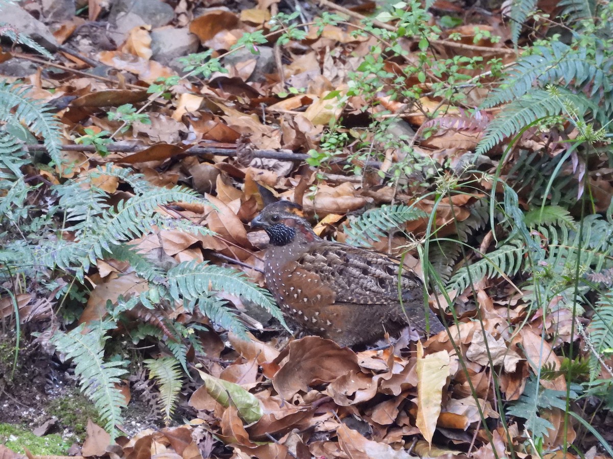 Spotted Wood-Quail - ML627646835