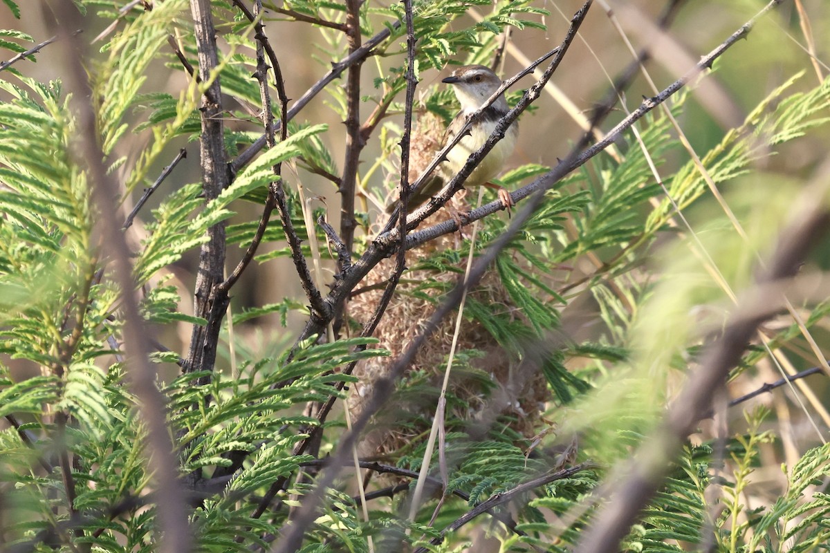 Prinia à plastron - ML627646844