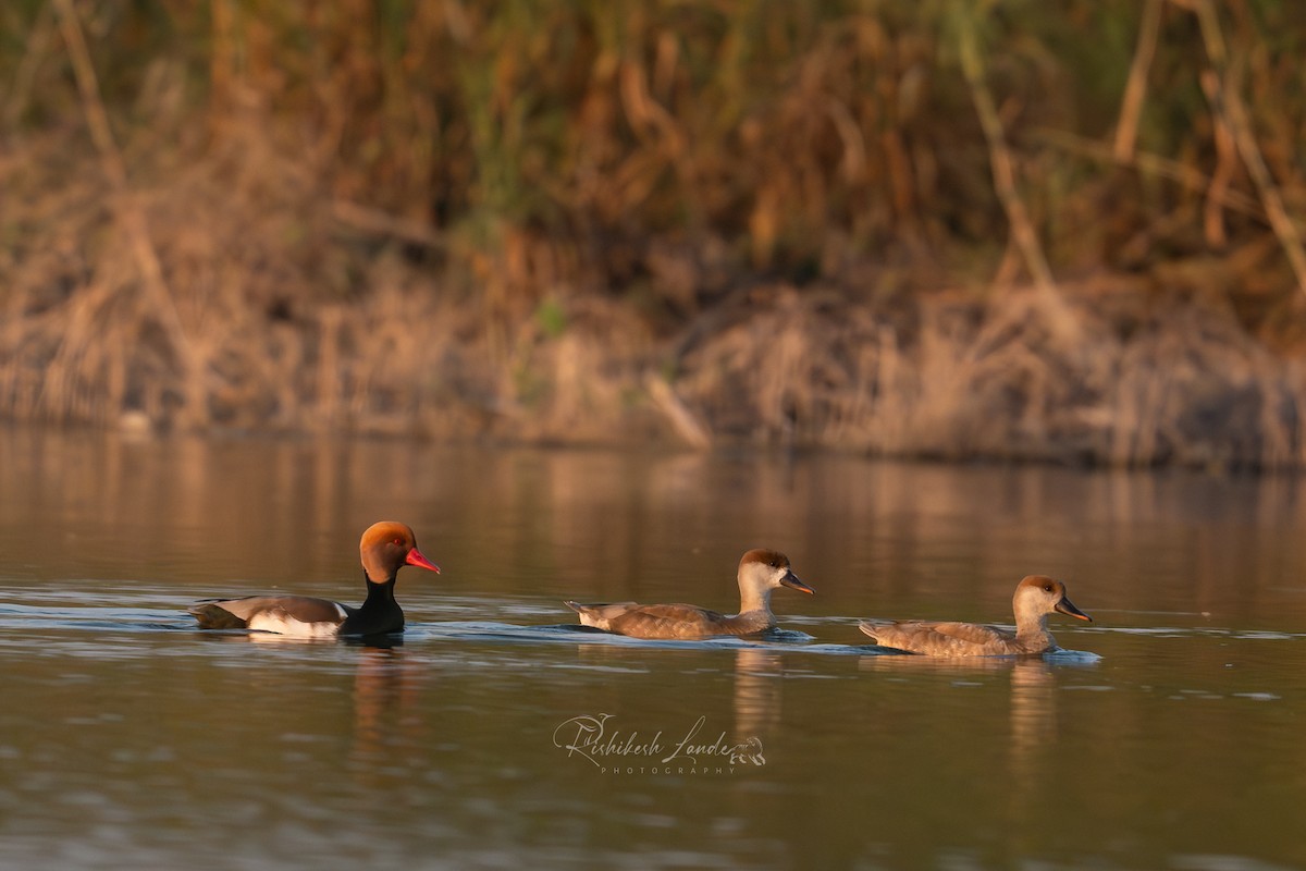 Red-crested Pochard - ML627646860