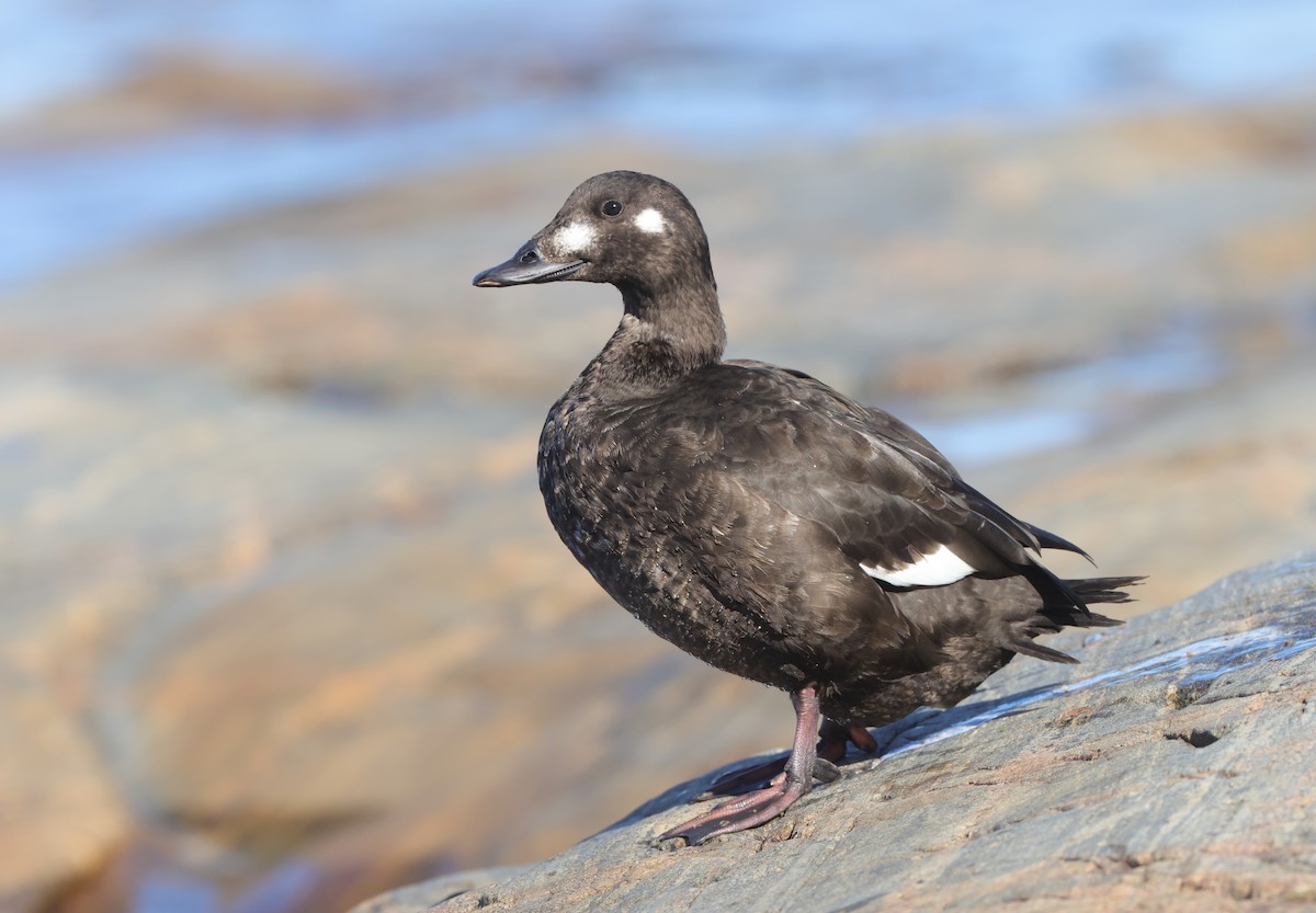 White-winged Scoter - ML627646862