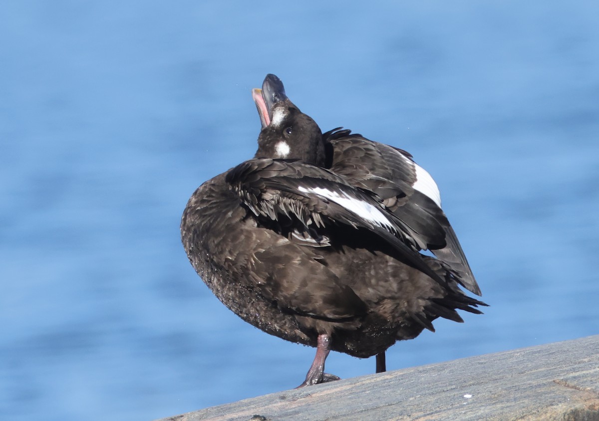 White-winged Scoter - ML627646867