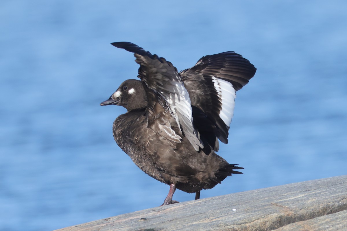 White-winged Scoter - ML627646870