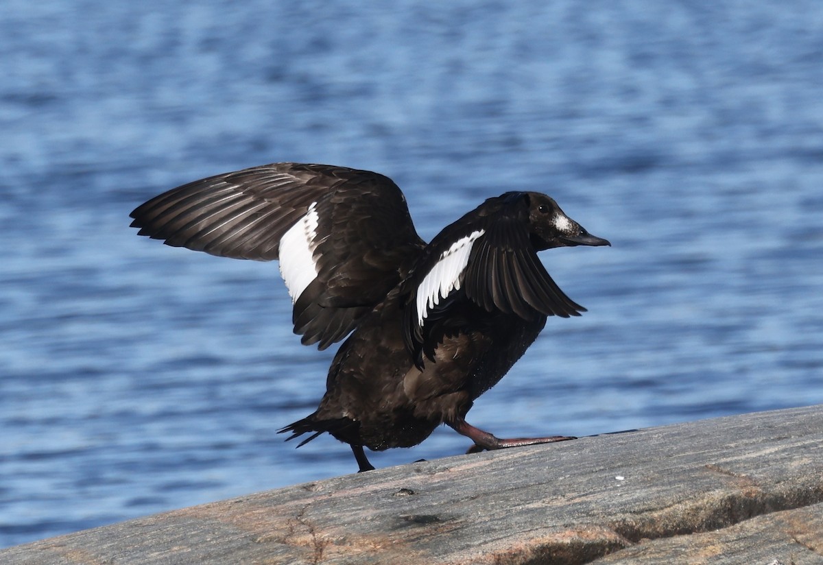 White-winged Scoter - ML627646872