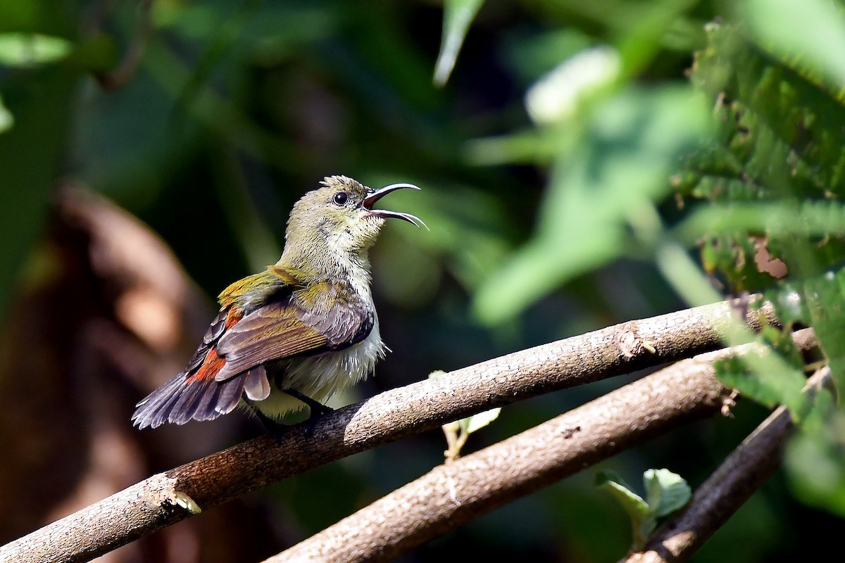 Crimson-backed Sunbird - ML627646873