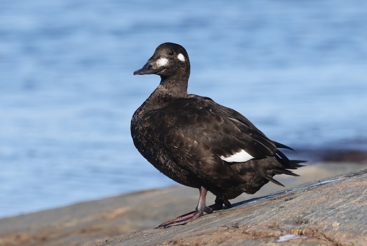 White-winged Scoter - ML627646875