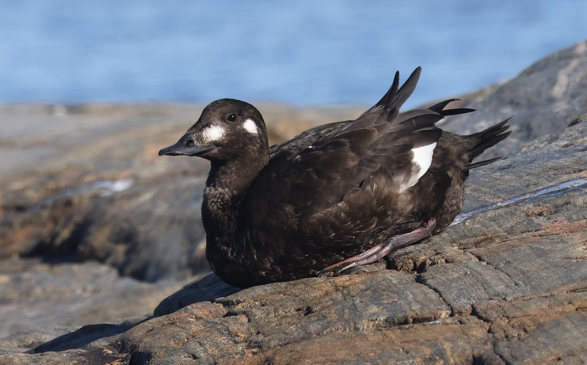 White-winged Scoter - ML627646884