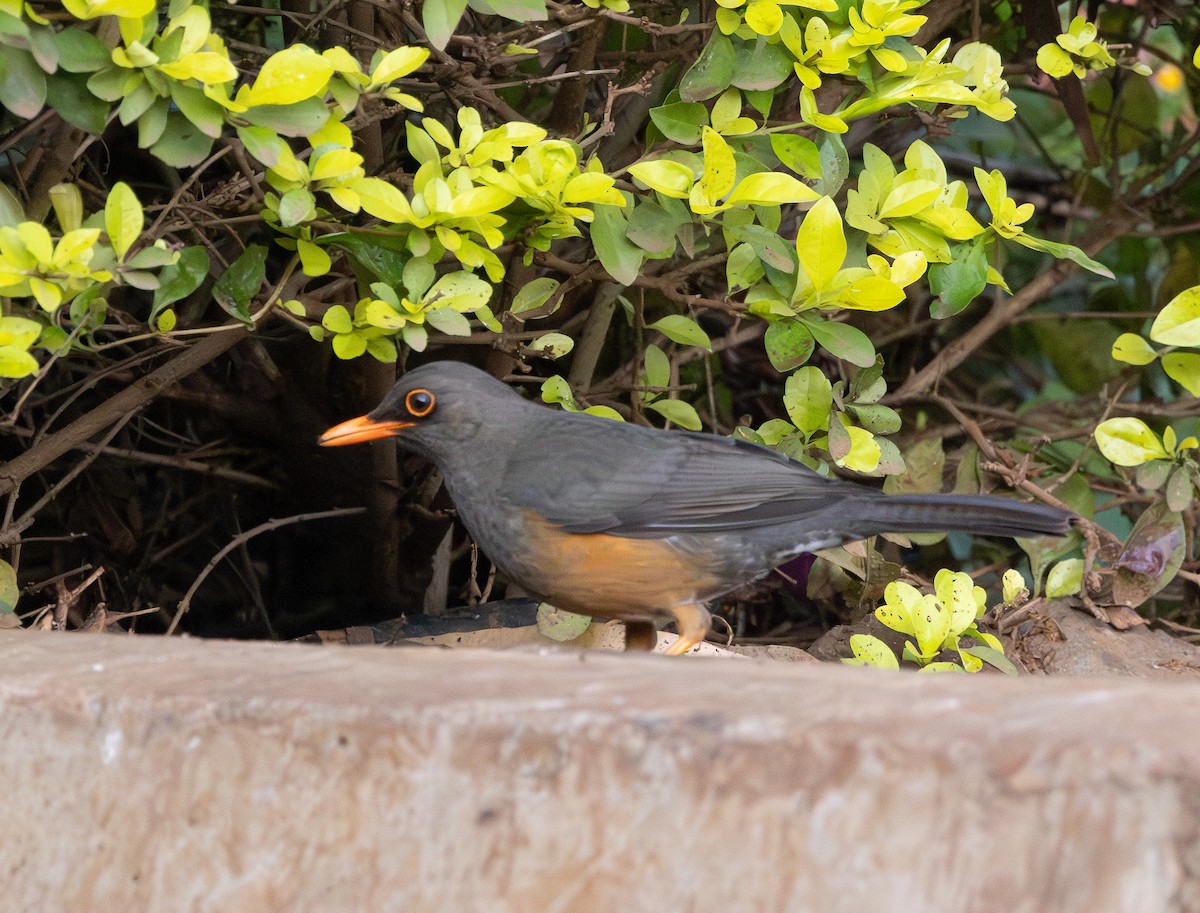 Abyssinian Thrush - ML627646909