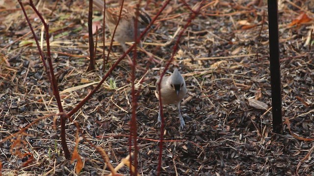Tufted Titmouse - ML627646983