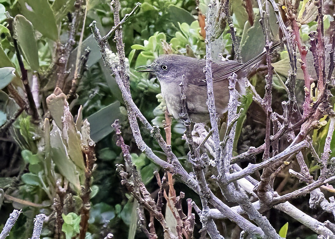 Tasmanian Scrubwren - ML627647078